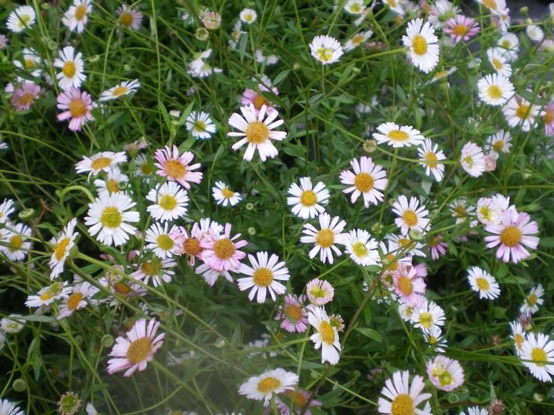 Erigeron karvinskianus Erigeron karvinskianus