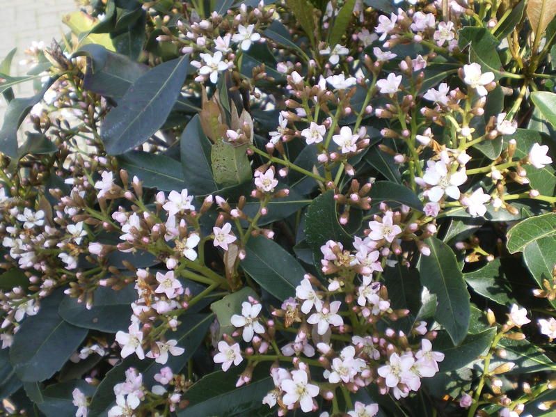 Eriobotrya 'Coppertone' - Factsheets - Provender Nurseries - Wholesale