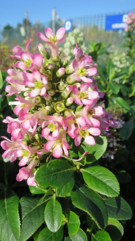 Escallonia laevis 'Pink Elle' Escallonia laevis 'Pink Elle'