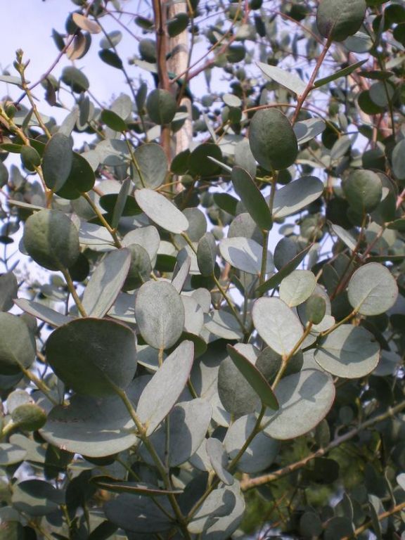 Eucalyptus gunnii Eucalyptus gunnii