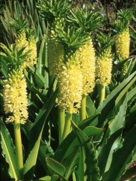 Eucomis autumnalis Eucomis autumnalis