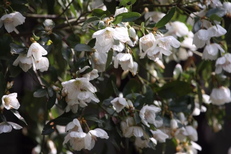 Eucryphia x nymansensis 'Nymansay' Eucryphia x nymansensis 'Nymansay'