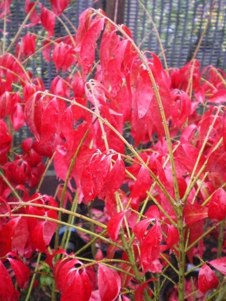 Euonymus alatus 'Compactus' Euonymus alatus 'Compactus'