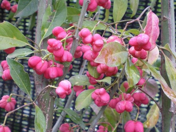 Euonymus europaeus 'Red Cascade' Euonymus europaeus 'Red Cascade'