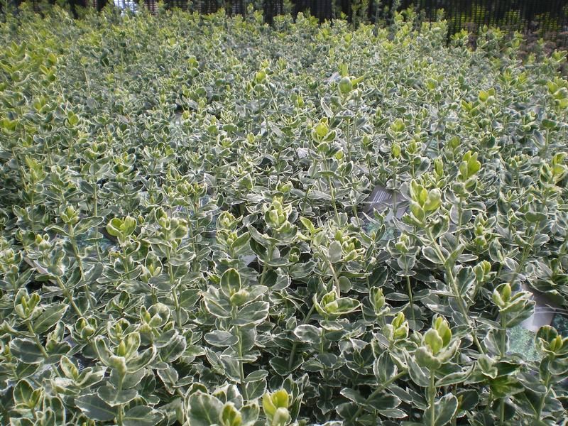Euonymus fortunei 'Emerald Gaiety' Euonymus fortunei 'Emerald Gaiety'