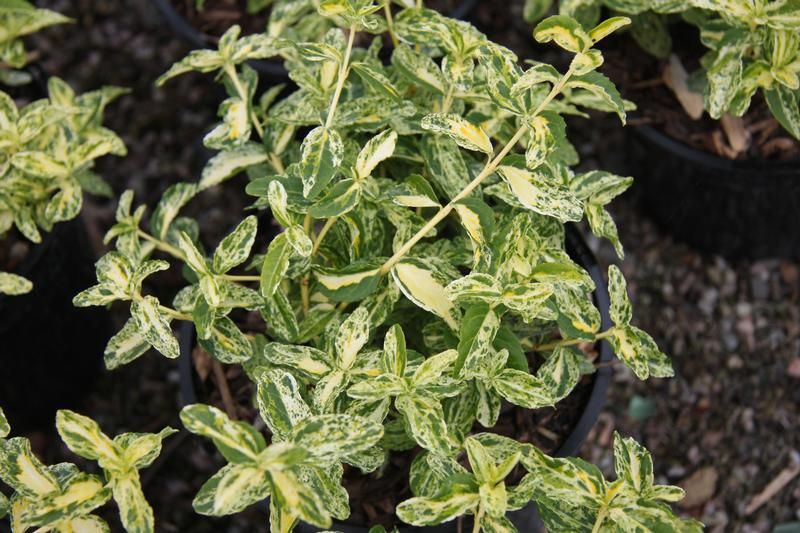 Euonymus fortunei 'Golden Harlequin' 