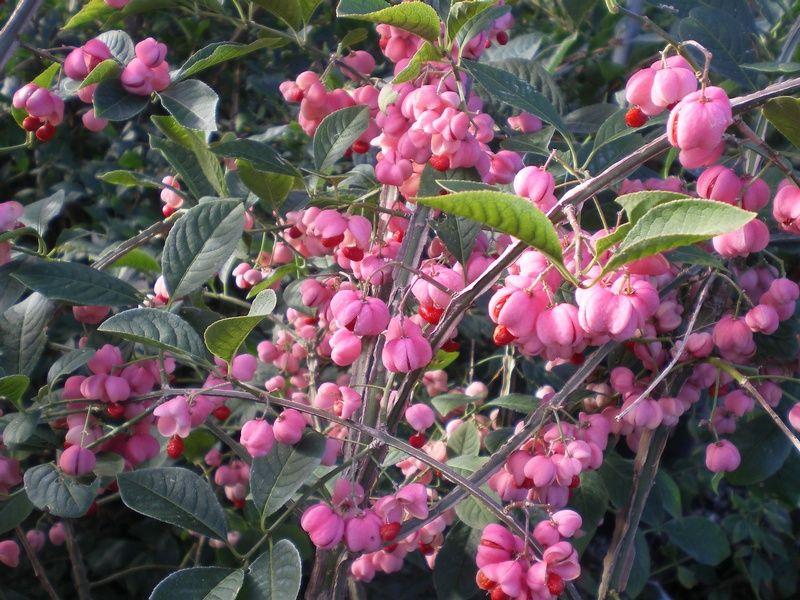 Euonymus phellomanus Euonymus phellomanus