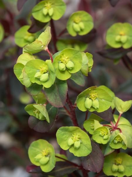 Euphorbia amygdaloides ‘Purpurea’ Euphorbia amygdaloides ‘Purpurea’