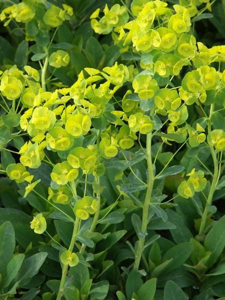 Euphorbia amygdaloides var. robbiae Euphorbia amygdaloides var. robbiae