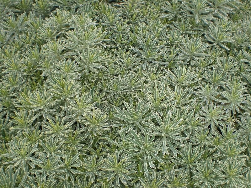 Euphorbia characias Silver Swan Euphorbia characias Silver Swan
