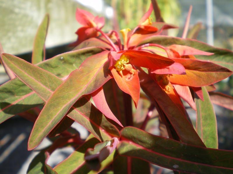 Euphorbia griffithii 'Fireglow' Euphorbia griffithii 'Fireglow'