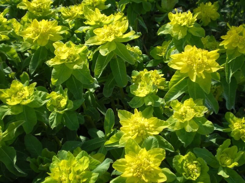 Euphorbia polychroma Euphorbia polychroma