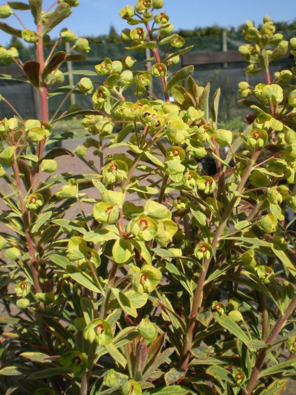 Euphorbia x martini 'Ascot Rainbow' Euphorbia x martini 'Ascot Rainbow'