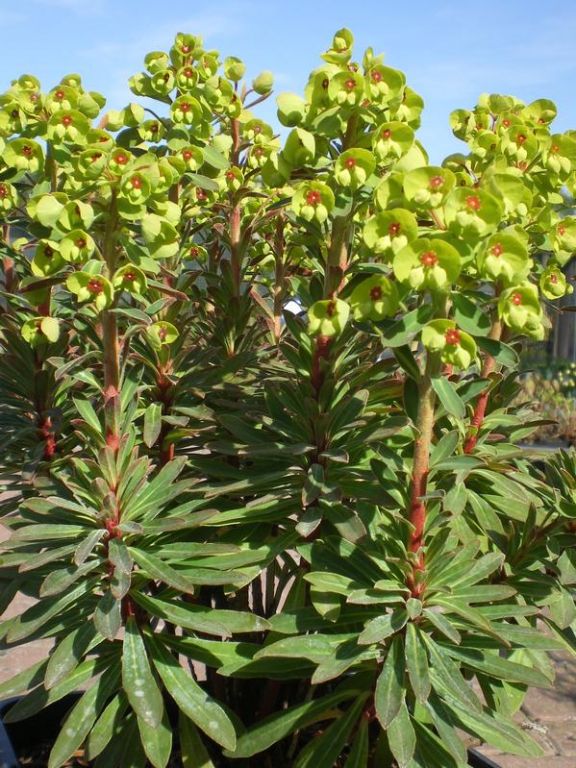 Euphorbia x martini 'Tiny Tim' Euphorbia x martini 'Tiny Tim'