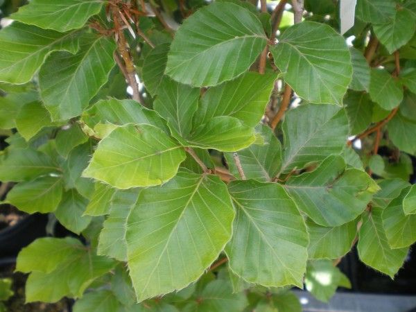 Fagus sylvatica 'Dawyck Gold' Fagus sylvatica 'Dawyck Gold'