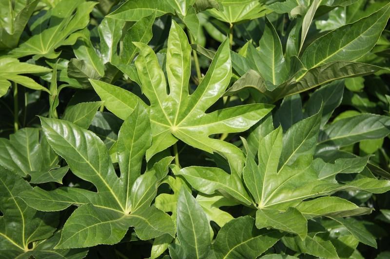 Fatsia japonica Fatsia japonica