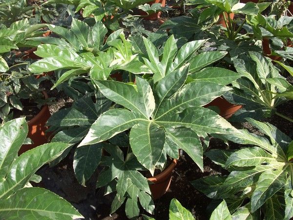 Fatsia japonica 'Variegata' Fatsia japonica 'Variegata'