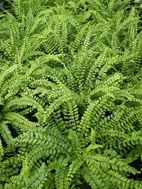 Ferns