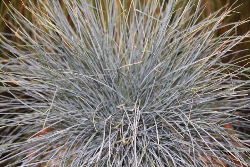 Festuca glauca 'Elijah Blue' Festuca glauca 'Elijah Blue'