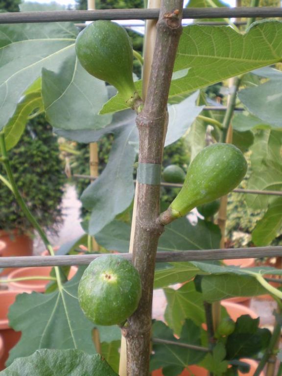 Ficus carica 'Brown Turkey' Ficus carica 'Brown Turkey'