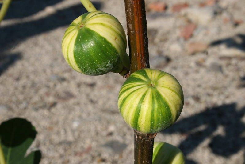 Ficus carica 'Panachée' Ficus carica 'Panachée'