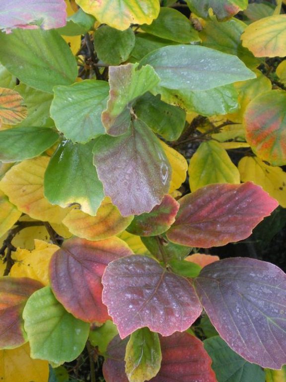 Fothergilla major Fothergilla major