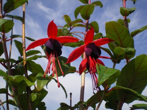 Fuchsia 'Lady Boothby' Fuchsia 'Lady Boothby'