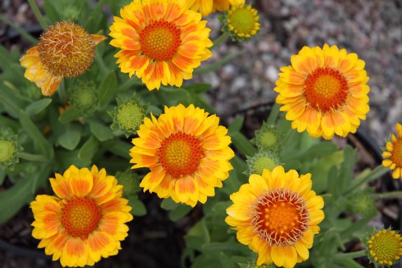 Gaillardia x grandiflora 'Gallo Peach' Gaillardia x grandiflora 'Gallo Peach'