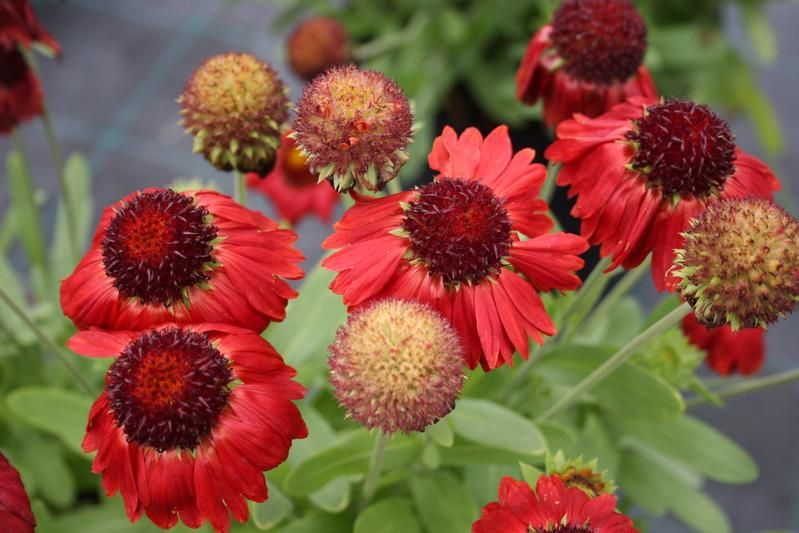 Gaillardia x grandiflora 'Gallo Red' Gaillardia x grandiflora 'Gallo Red'