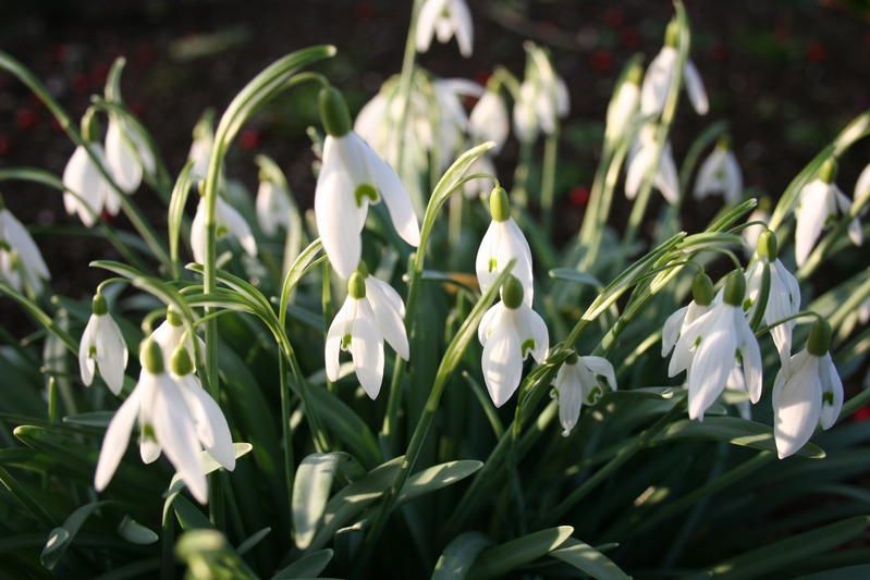 Galanthus nivalis Galanthus nivalis