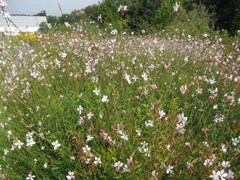 Gaura lindheimeri 'Whirling Butterflies' Gaura lindheimeri 'Whirling Butterflies'