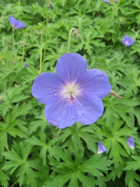 Geranium 'Brookside' Geranium 'Brookside'