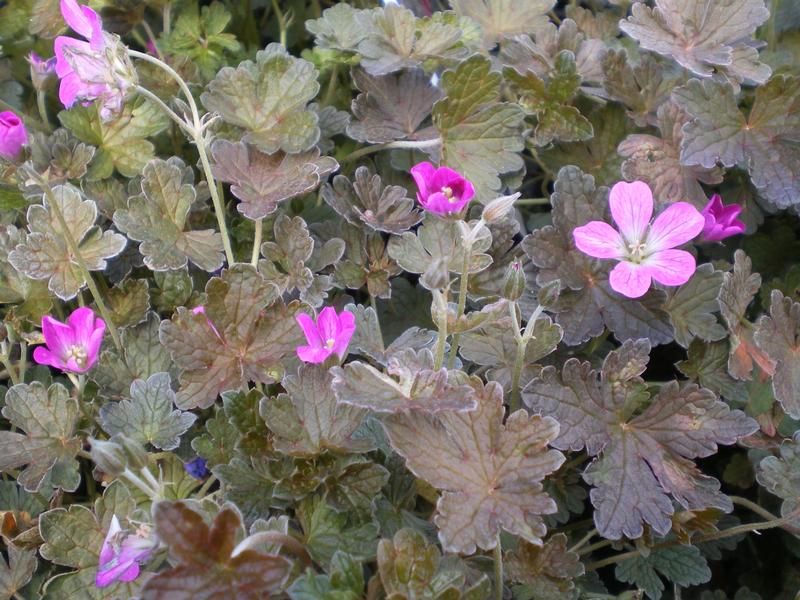 Geranium 'Orkney Cherry' Geranium 'Orkney Cherry'