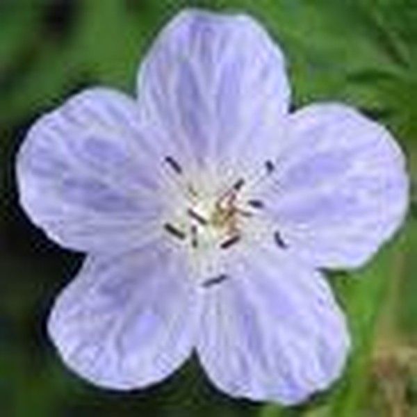 Geranium pratense 'Mrs Kendall Clark' Geranium pratense 'Mrs Kendall Clark'