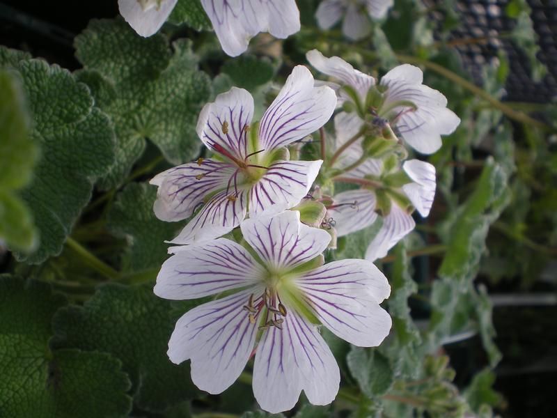 Geranium renardii Geranium renardii