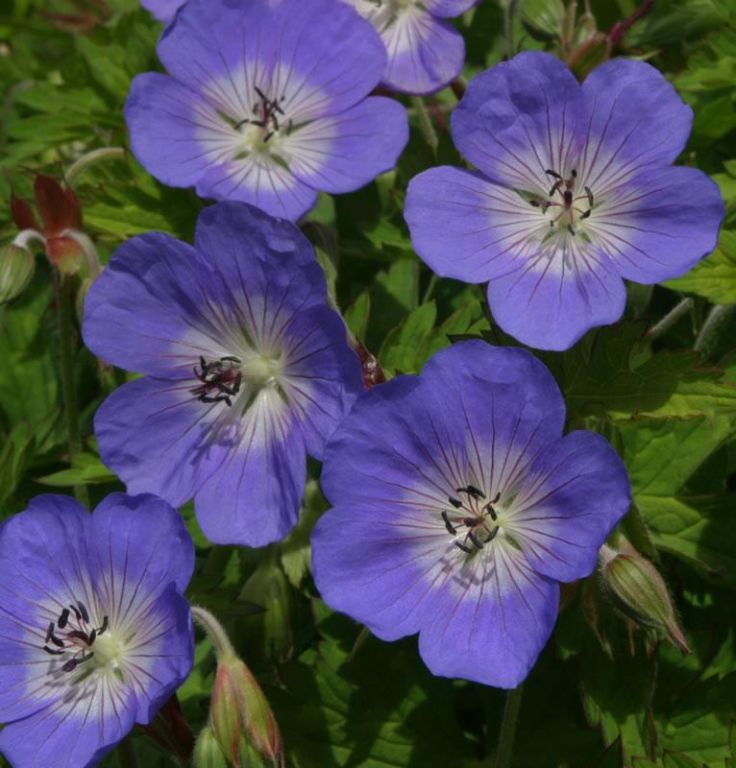 Geranium 'Rozanne' Geranium 'Rozanne'