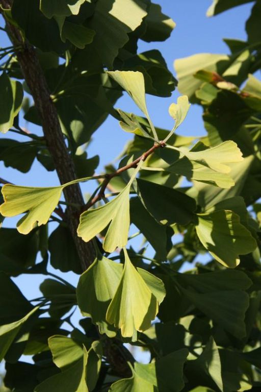 Ginkgo biloba Ginkgo biloba