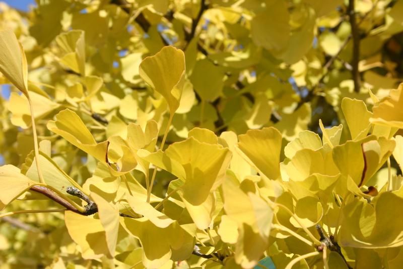 Ginkgo biloba 'Fastigiata Blagon' Ginkgo biloba 'Fastigiata Blagon'