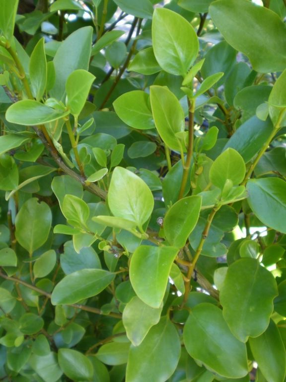 Griselinia littoralis Griselinia littoralis