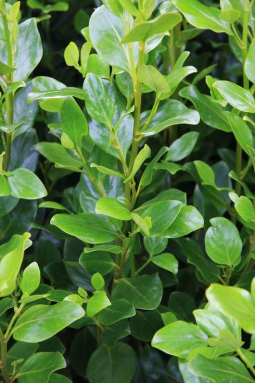 Griselinia littoralis 'Green Horizon' Griselinia littoralis 'Green Horizon'