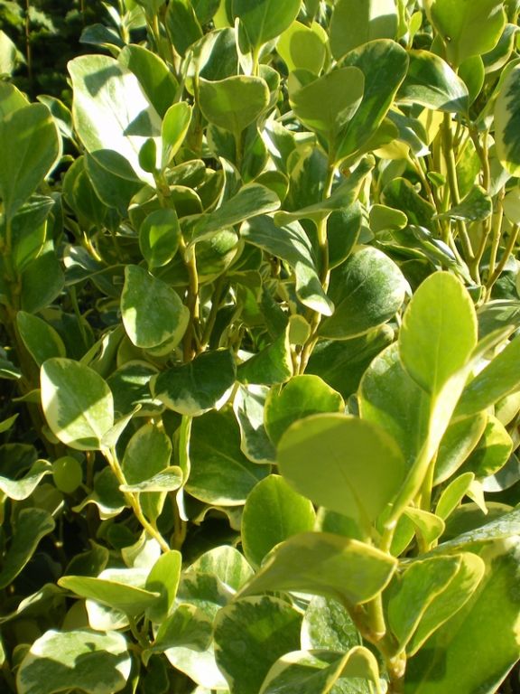 Griselinia littoralis 'Variegata' Griselinia littoralis 'Variegata'