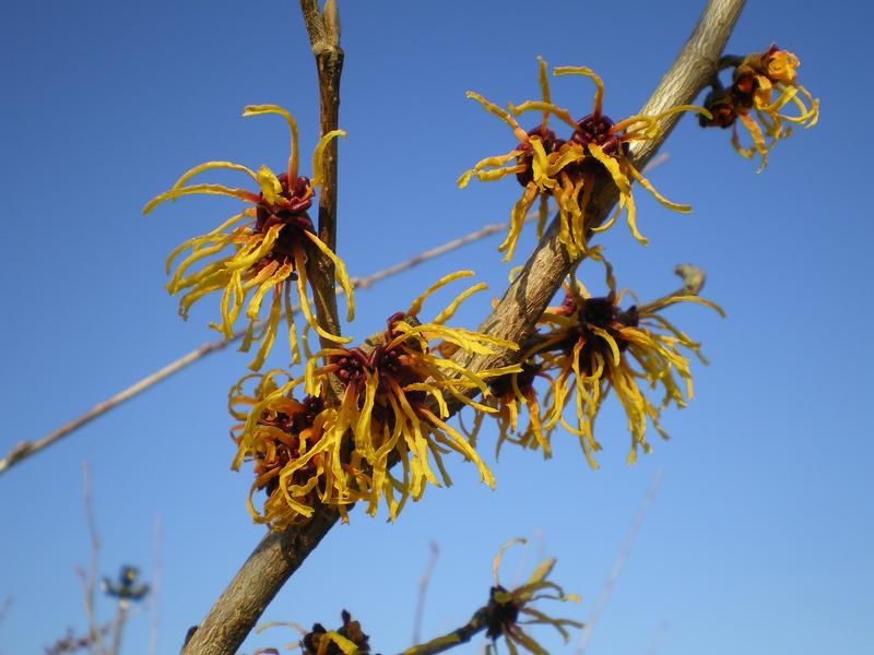 Hamamelis x intermedia 'Orange Beauty' Hamamelis x intermedia 'Orange Beauty'