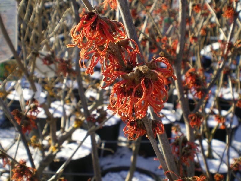 Hamamelis x intermedia 'Ruby Glow' Hamamelis x intermedia 'Ruby Glow'