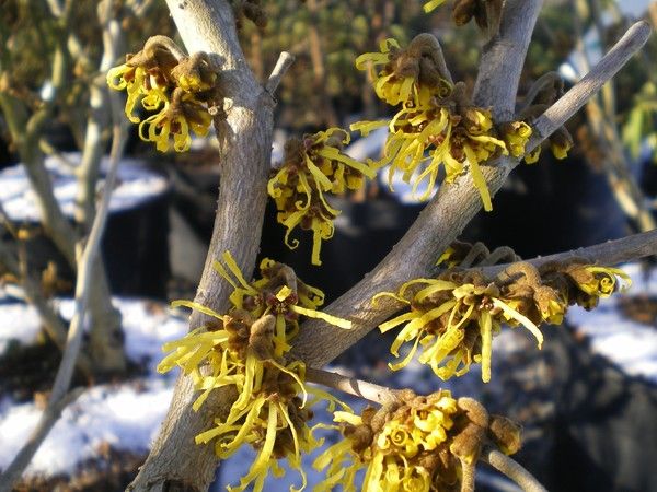 Hamamelis x intermedia 'Westerstede' Hamamelis x intermedia 'Westerstede'