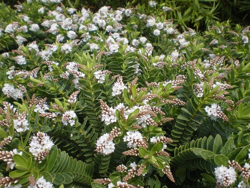 Hebe 'Wiri Mist' Hebe 'Wiri Mist'