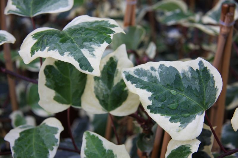 Hedera algeriensis 'Gloire de Marengo' Hedera algeriensis 'Gloire de Marengo'