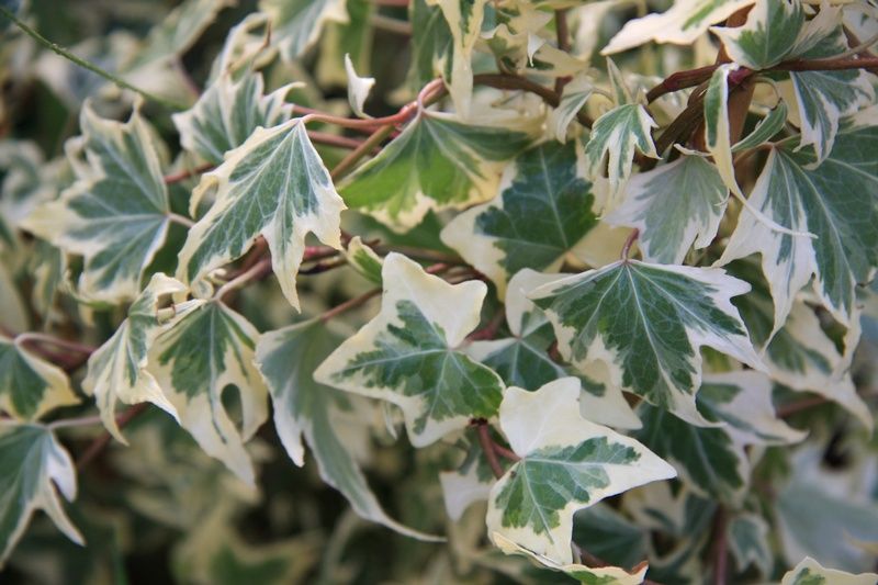 Hedera helix 'Glacier' Hedera helix 'Glacier'