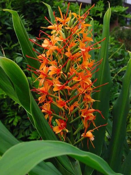 Hedychium coccineum 'Tara' Hedychium coccineum 'Tara'