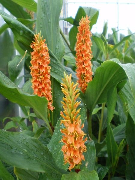 Hedychium densiflorum 'Assam Orange' Hedychium densiflorum 'Assam Orange'