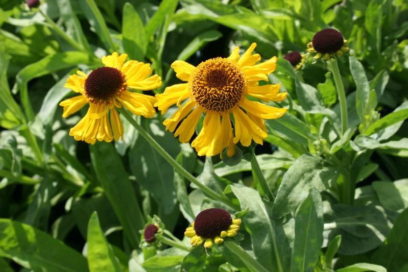 Helenium 'The Bishop' Helenium 'The Bishop'